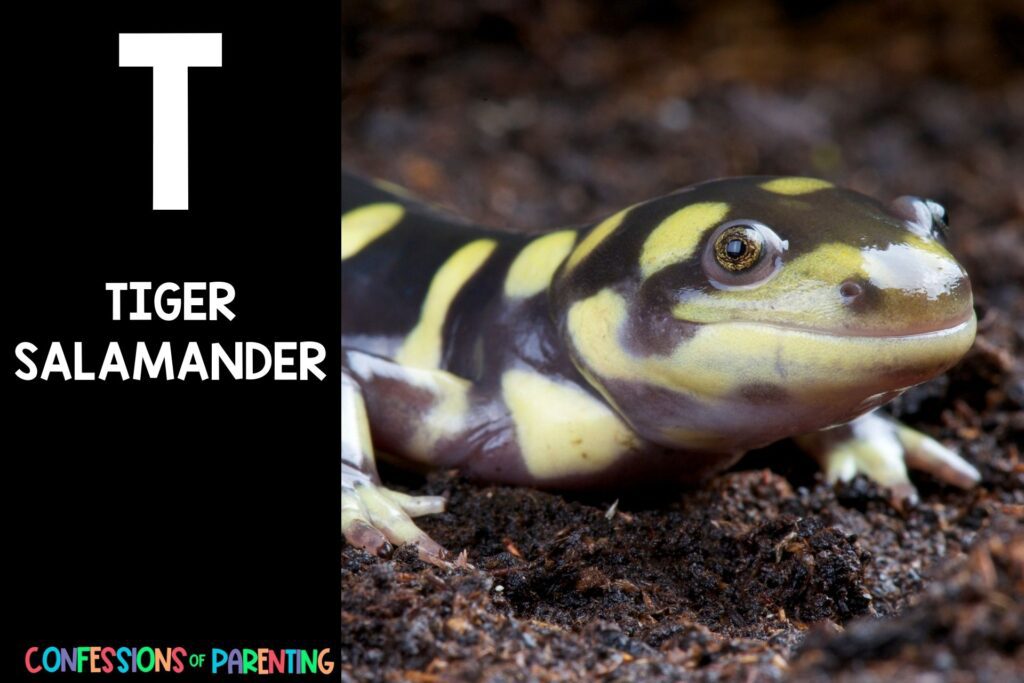 in post image with black background, bold white letter "T", name of an animal that starts with T and image of a Tiger Salamander