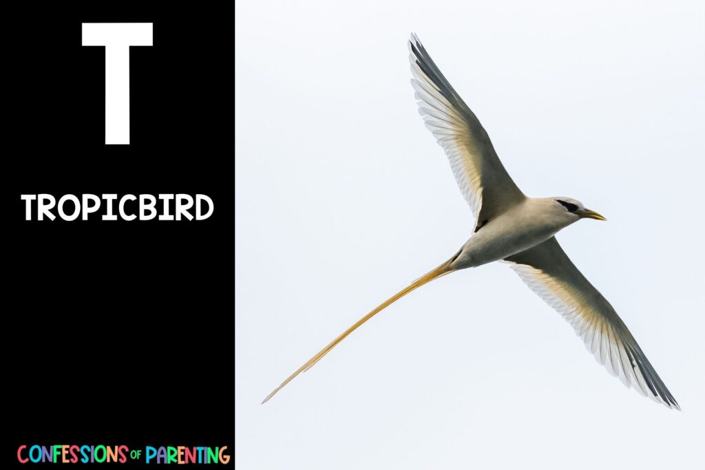 in post image with black background, bold white letter "T", name of an animal that starts with T and image of a Tropicbird