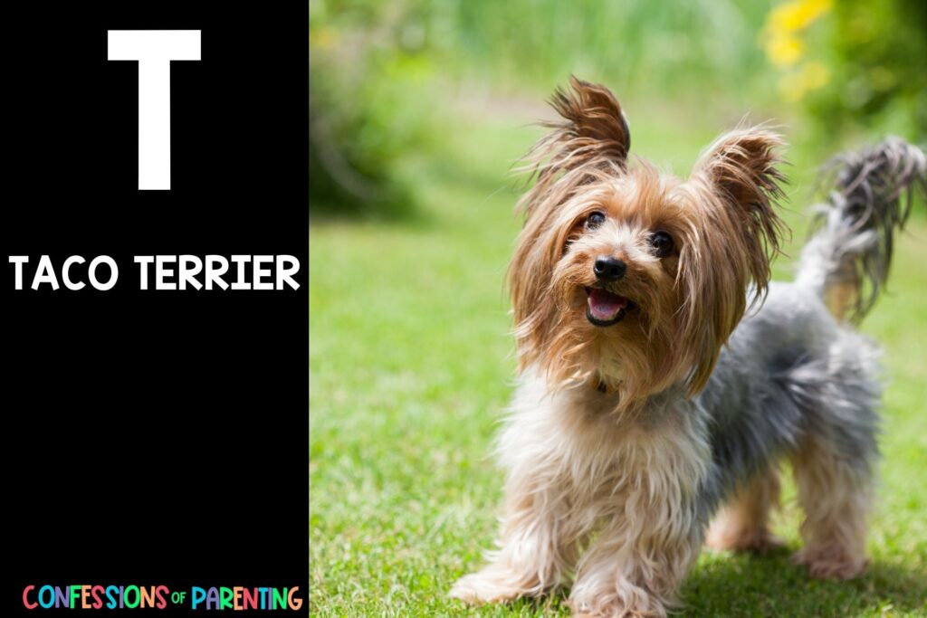 in post image with black background, bold white letter "T", name of an animal that starts with T and image of a Taco Terrier