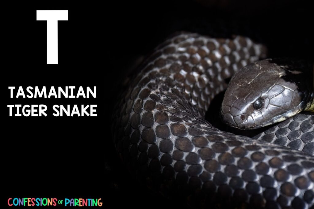 in post image with black background, bold white letter "T", name of an animal that starts with T and image of a Tasmanian Tiger Snake