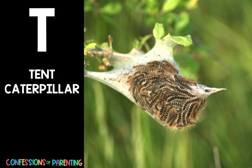 in post image with black background, bold white letter "T", name of an animal that starts with T and image of a Tent Caterpillar