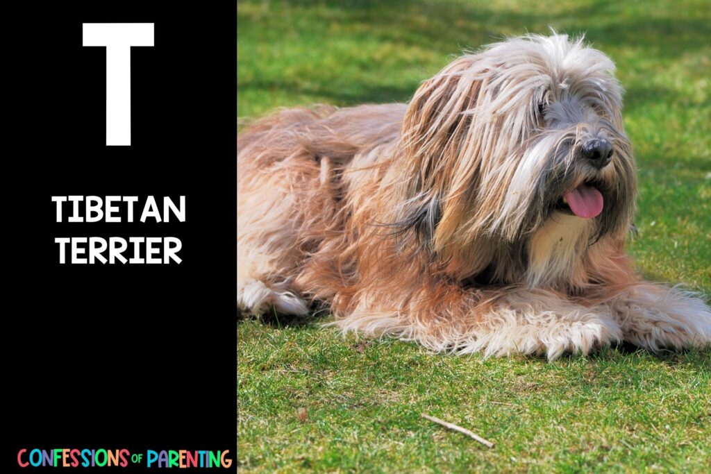 in post image with black background, bold white letter "T", name of an animal that starts with T and image of a Tibetan Terrier