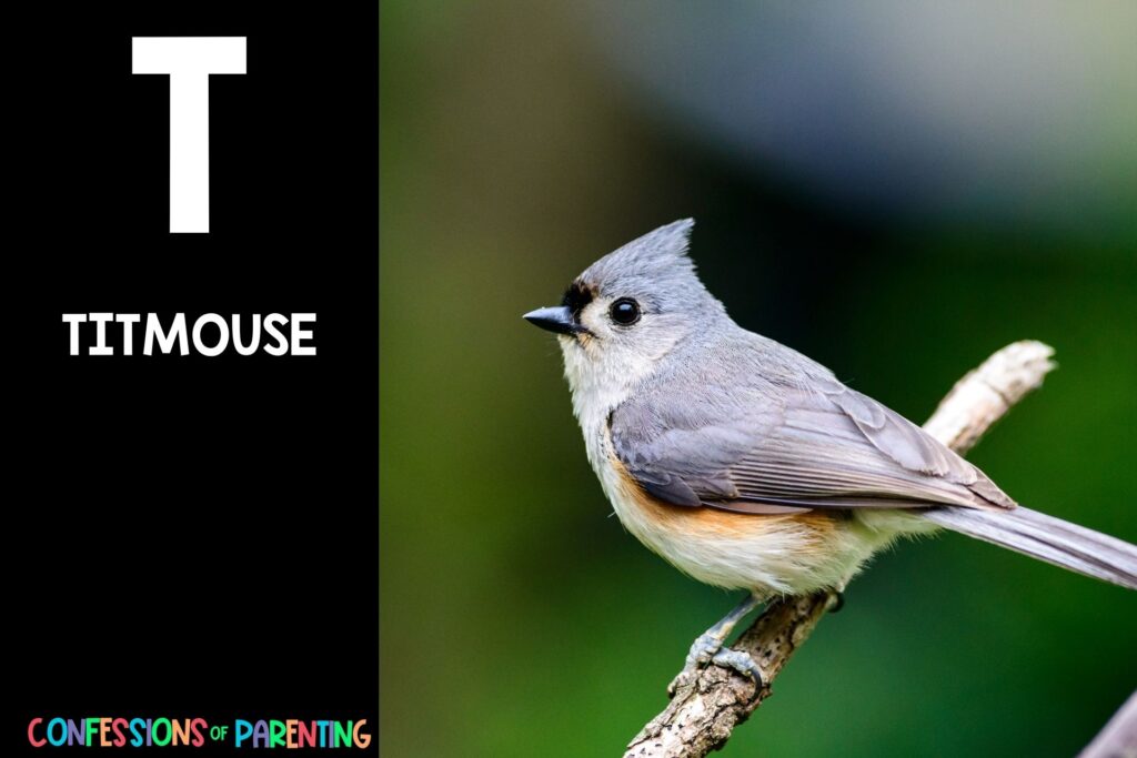 in post image with black background, bold white letter "T", name of an animal that starts with T and image of a Titmouse