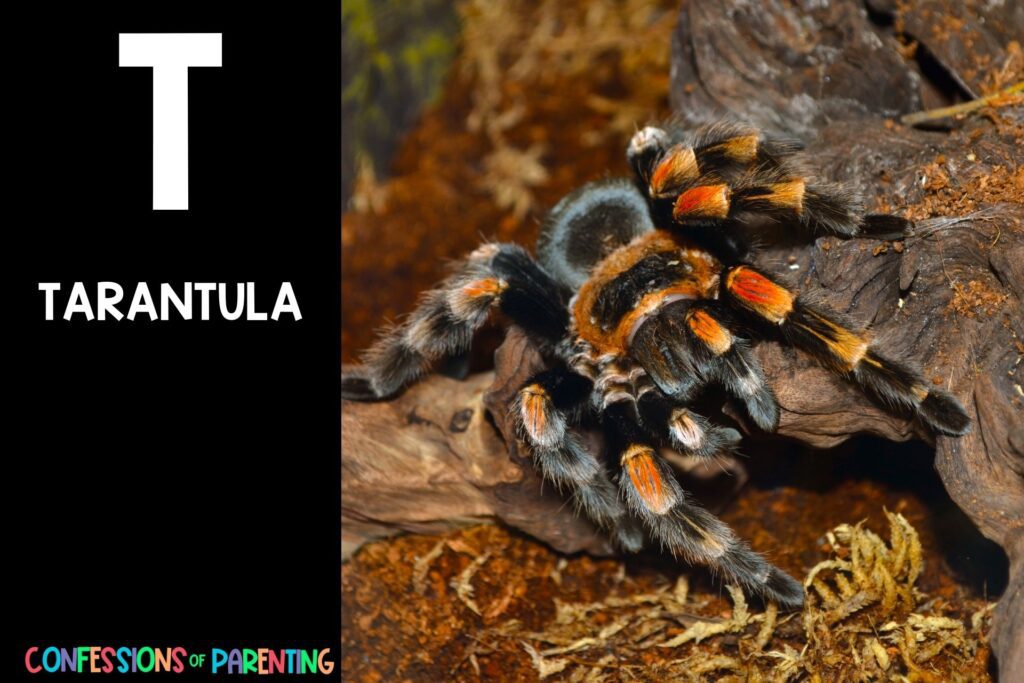 in post image with black background, bold white letter "T", name of an animal that starts with T and image of a Tarantula