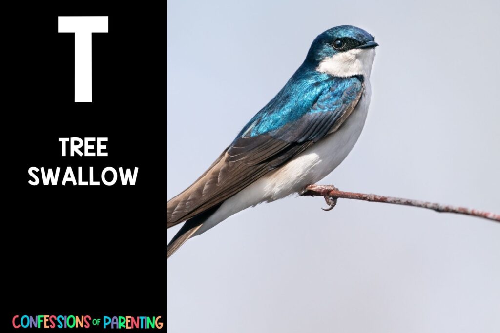 in post image with black background, bold white letter "T", name of an animal that starts with T and image of a Tree Swallow