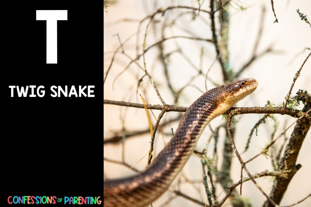 in post image with black background, bold white letter "T", name of an animal that starts with T and image of a Twig Snake