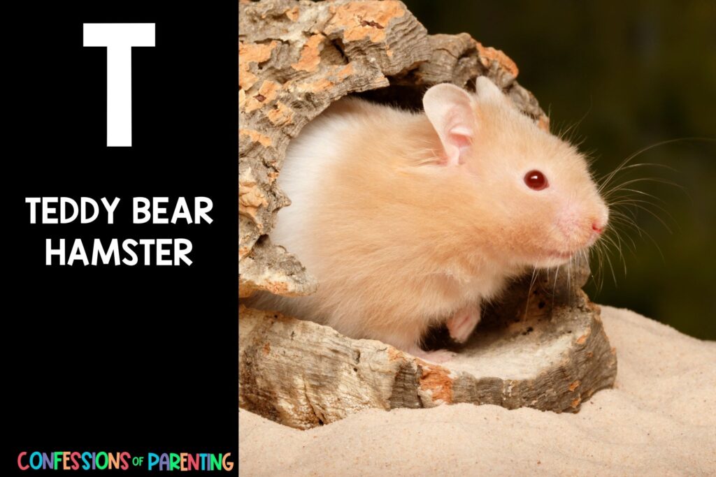 in post image with black background, bold white letter "T", name of an animal that starts with T and image of a Teddy Bear Hamster