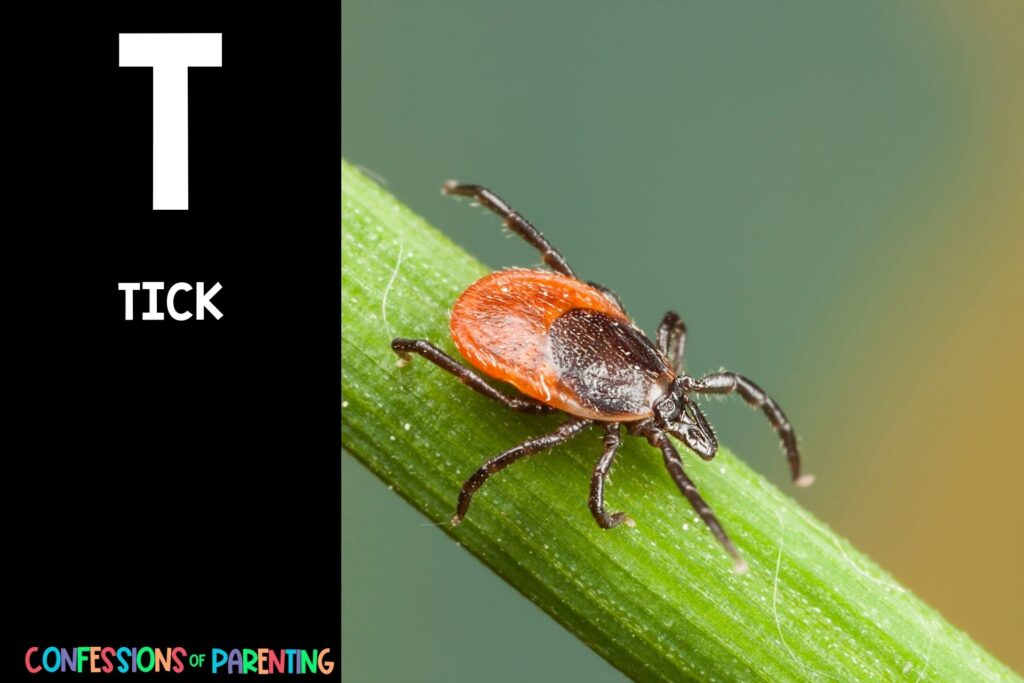 in post image with black background, bold white letter "T", name of an animal that starts with T and image of a Tick