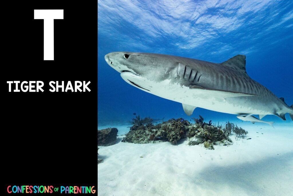 in post image with black background, bold white letter "T", name of an animal that starts with T and image of a Tiger Shark