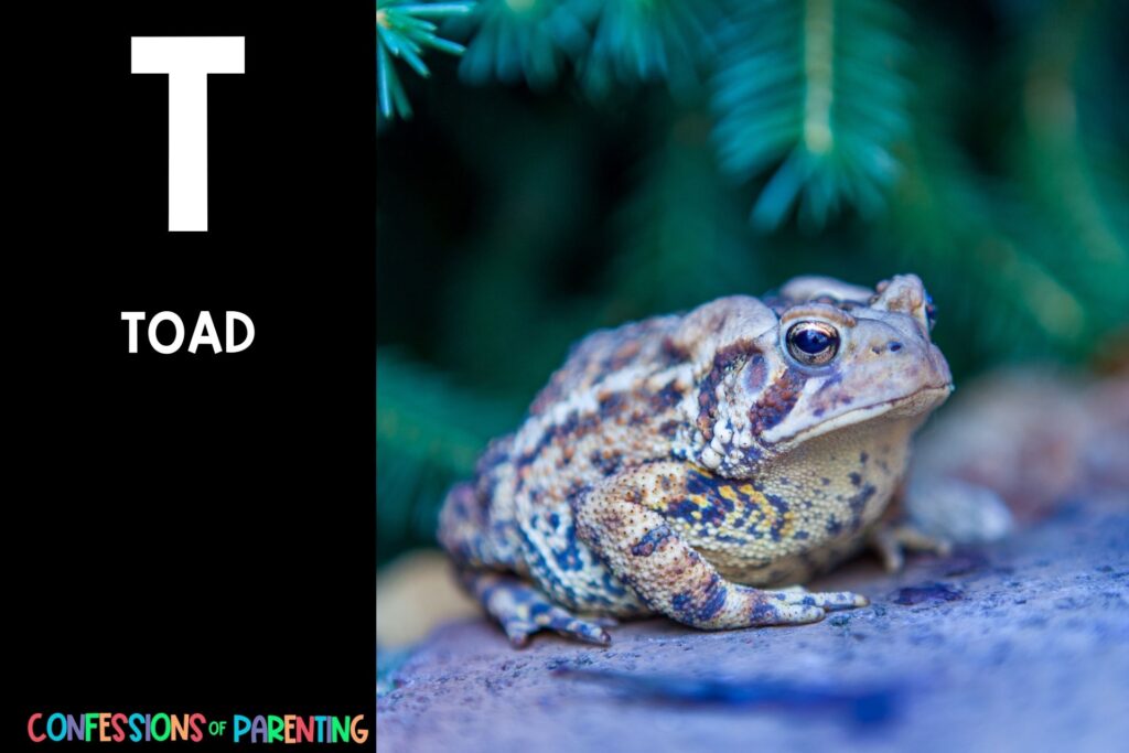 in post image with black background, bold white letter "T", name of an animal that starts with T and image of a Toad