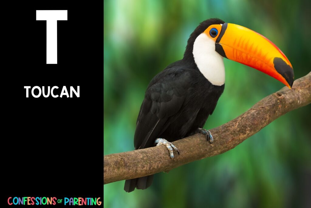 in post image with black background, bold white letter "T", name of an animal that starts with T and image of a Toucan