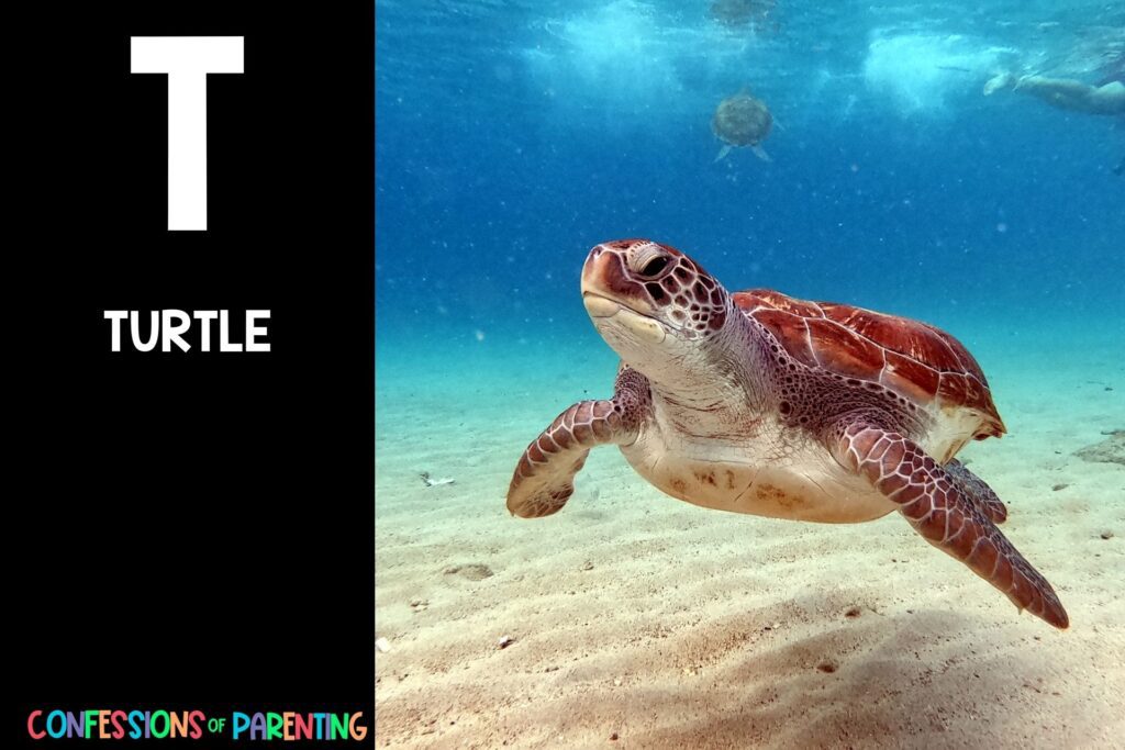 in post image with black background, bold white letter "T", name of an animal that starts with T and image of a Turtle