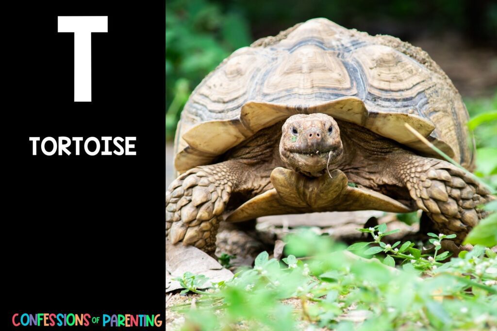 in post image with black background, bold white letter "T", name of an animal that starts with T and image of a Tortoise