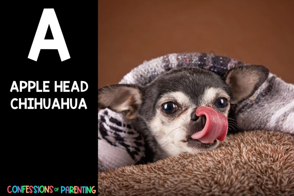 in post image with black background, bold white letter "A", name of an animal that starts with A and an image of an Apple Head Chihuahua