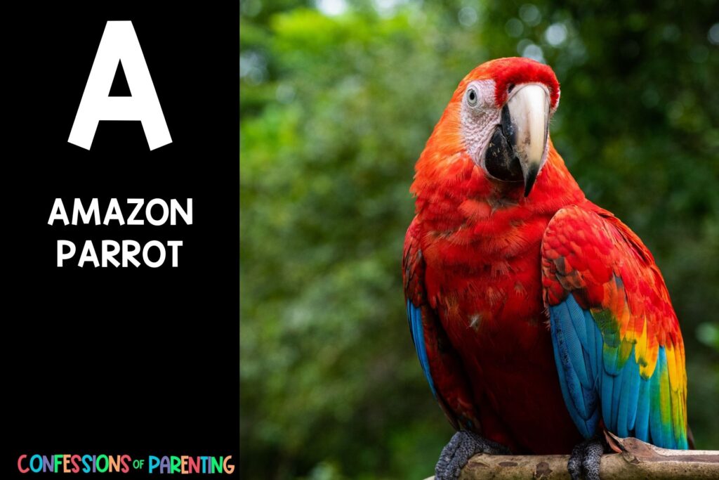 in post image with black background, bold white letter "A", name of an animal that starts with A and an image of an Amazon Parrot