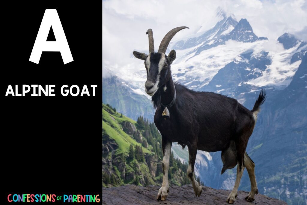 in post image with black background, bold white letter "A", name of an animal that starts with A and an image of an Alpine Goat