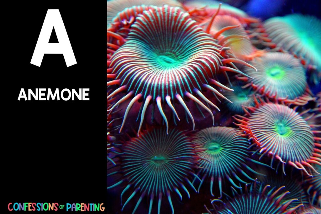 in post image with black background, bold white letter "A", name of an animal that starts with A and an image of an Anemone