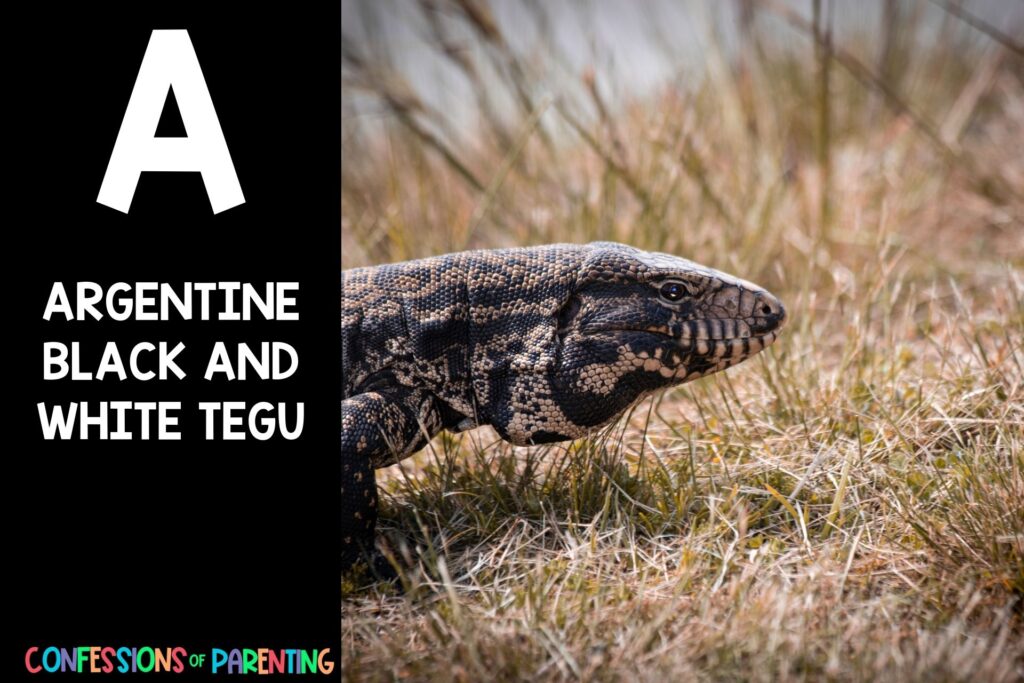 in post image with black background, bold white letter "A", name of an animal that starts with A and an image of an Argentine Black and White Tegu