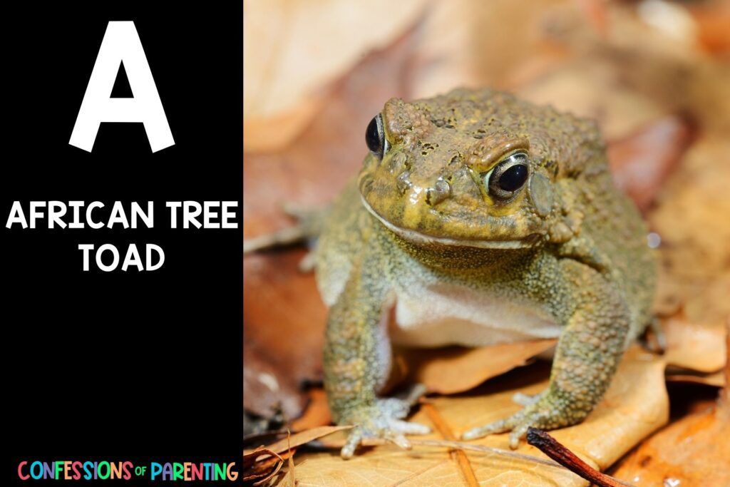 in post image with black background, bold white letter "A", name of an animal that starts with A and an image of an African Tree Toad