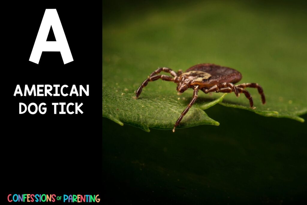 in post image with black background, bold white letter "A", name of an animal that starts with A and an image of an American Dog Tick