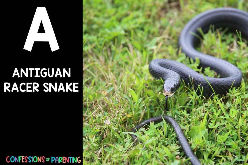 in post image with black background, bold white letter "A", name of an animal that starts with A and an image of an Antiguan Racer Snake