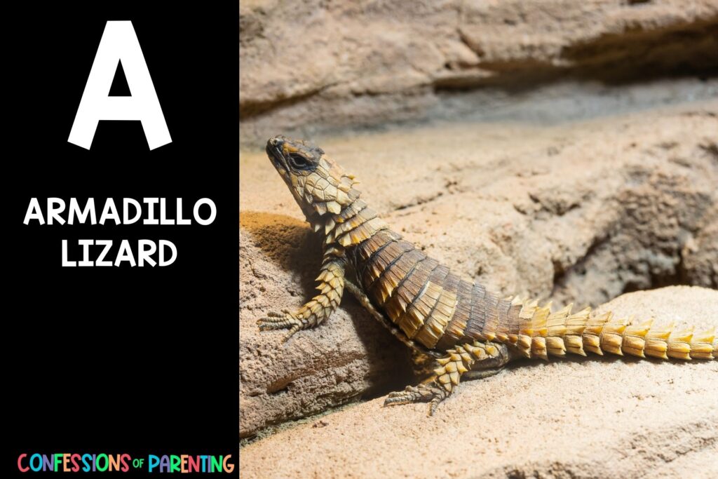 in post image with black background, bold white letter "A", name of an animal that starts with A and an image of an Armadillo Lizard