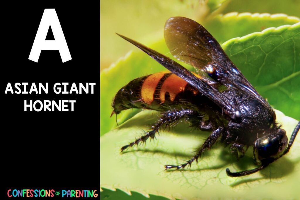in post image with black background, bold white letter "A", name of an animal that starts with A and an image of an Asian Giant Hornet