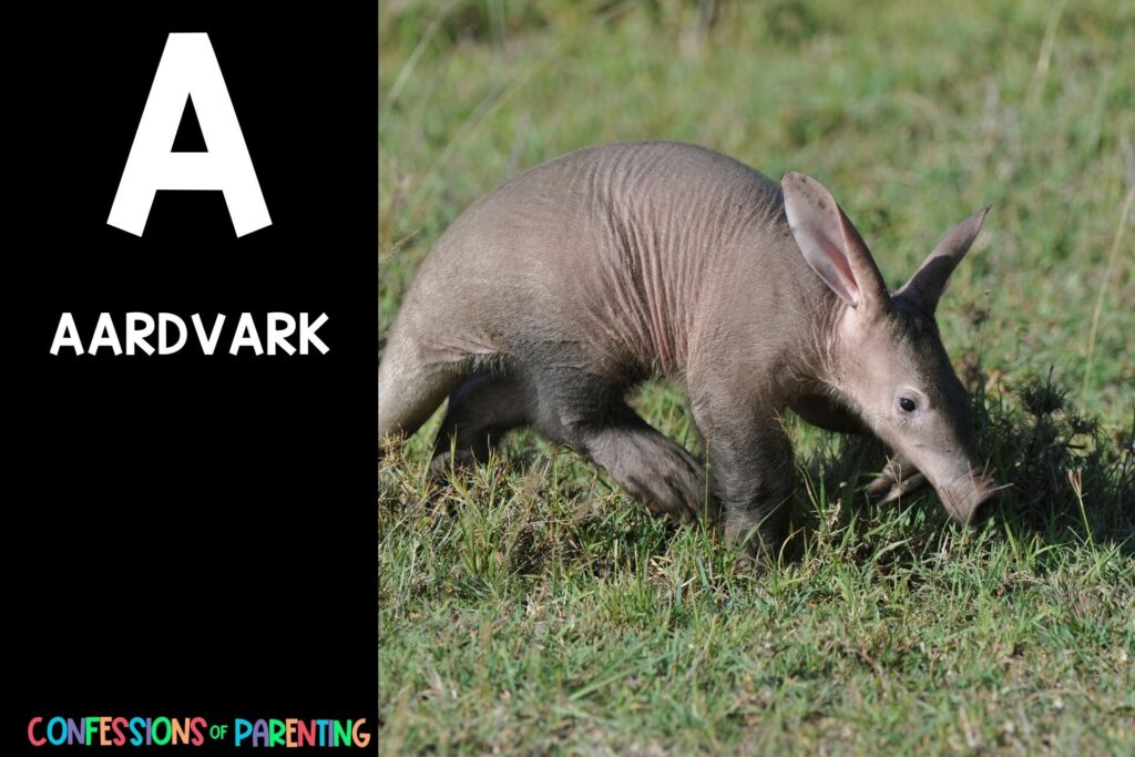 in post image with black background, bold white letter "A", name of an animal that starts with A and an image of an Aardvark