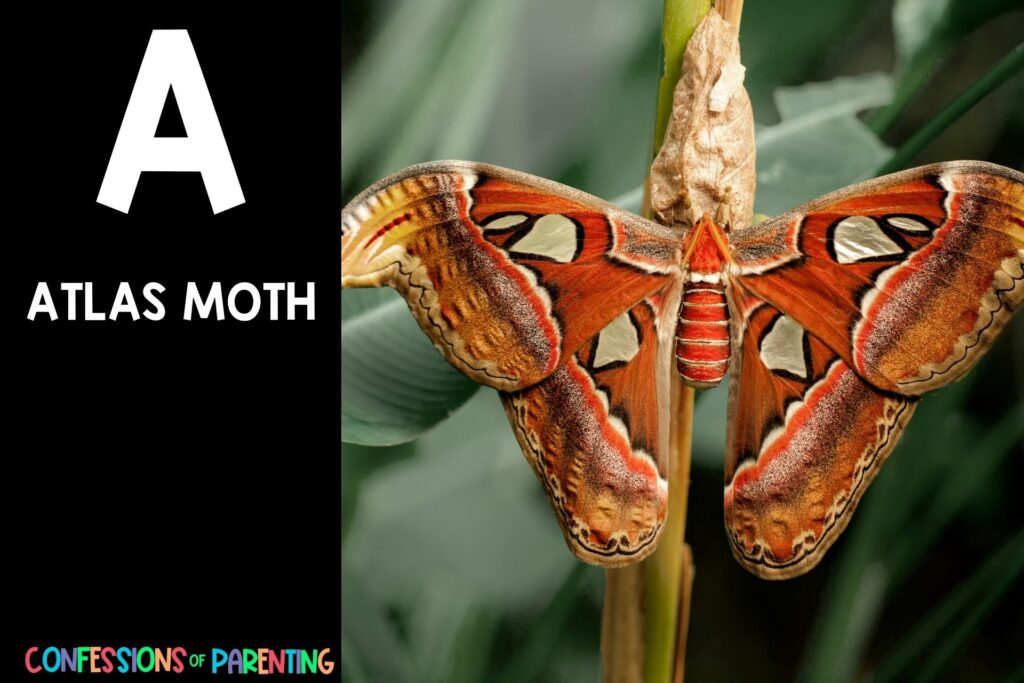 in post image with black background, bold white letter "A", name of an animal that starts with A and an image of an Atlas Moth