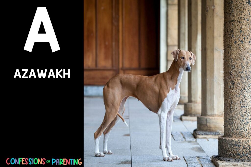 in post image with black background, bold white letter "A", name of an animal that starts with A and an image of an Azawakh