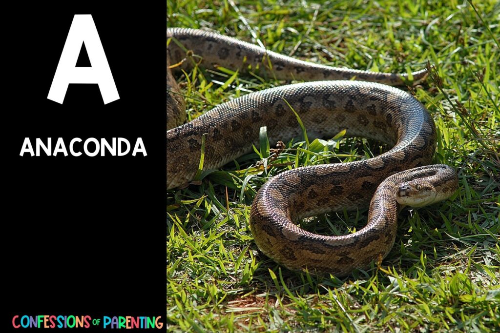 in post image with black background, bold white letter "A", name of an animal that starts with A and an image of an Anaconda