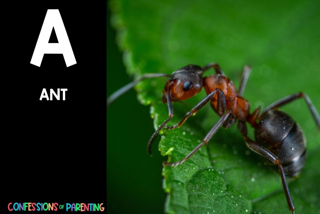 in post image with black background, bold white letter "A", name of an animal that starts with A and an image of an Ant