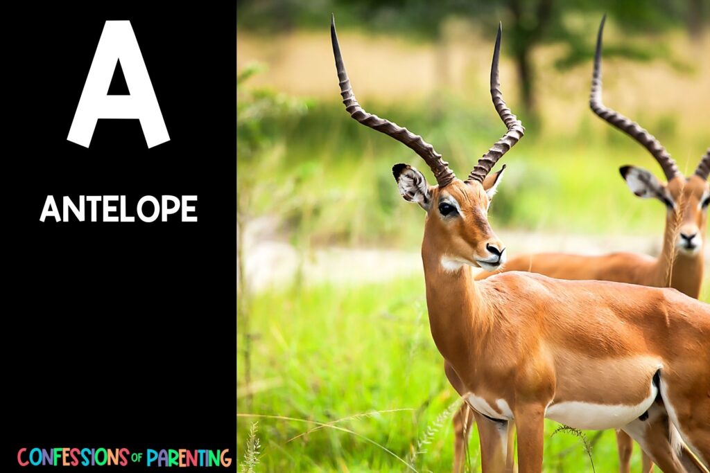 in post image with black background, bold white letter "A", name of an animal that starts with A and an image of an Antelope