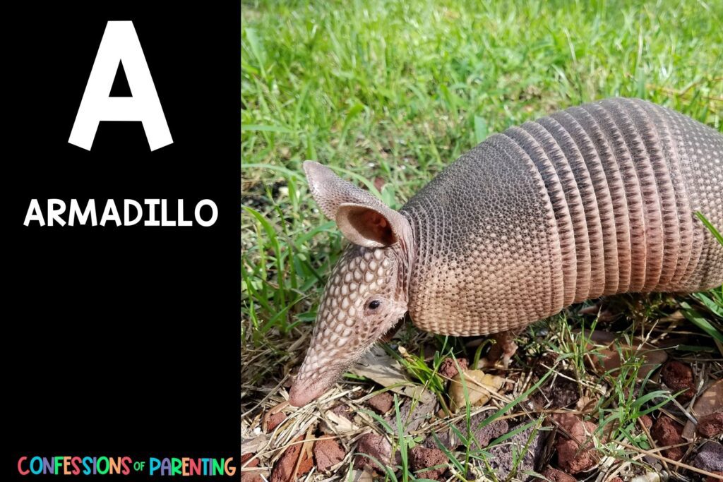 in post image with black background, bold white letter "A", name of an animal that starts with A and an image of an Armadillo