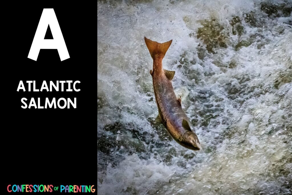 in post image with black background, bold white letter "A", name of an animal that starts with A and an image of an Atlantic Salmon