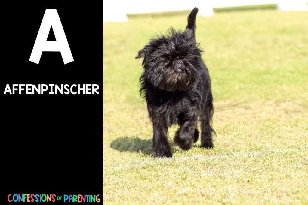 in post image with black background, bold white letter "A", name of an animal that starts with A and an image of an Affenpinscher