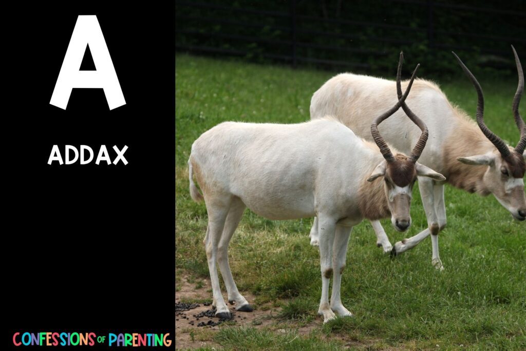 in post image with black background, bold white letter "A", name of an animal that starts with A and an image of an Addax