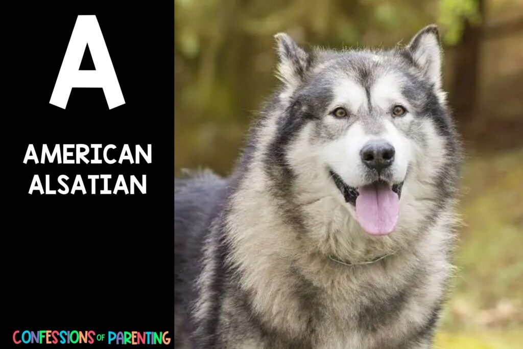 in post image with black background, bold white letter "A", name of an animal that starts with A and an image of an American Alsatian