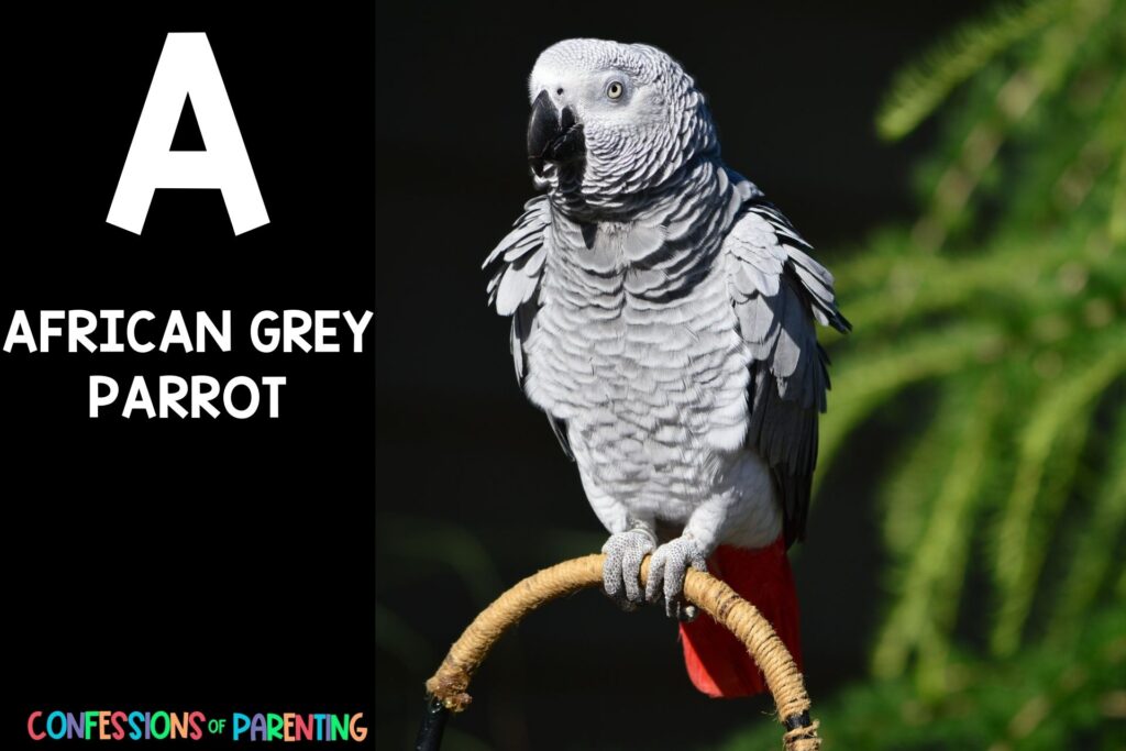 in post image with black background, bold white letter "A", name of an animal that starts with A and an image of an African Grey Parrot