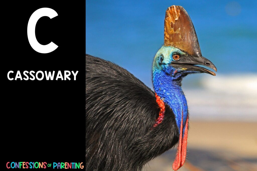 in post image with black background, bold letter C, name of an animal that starts with C and image of a cassowary