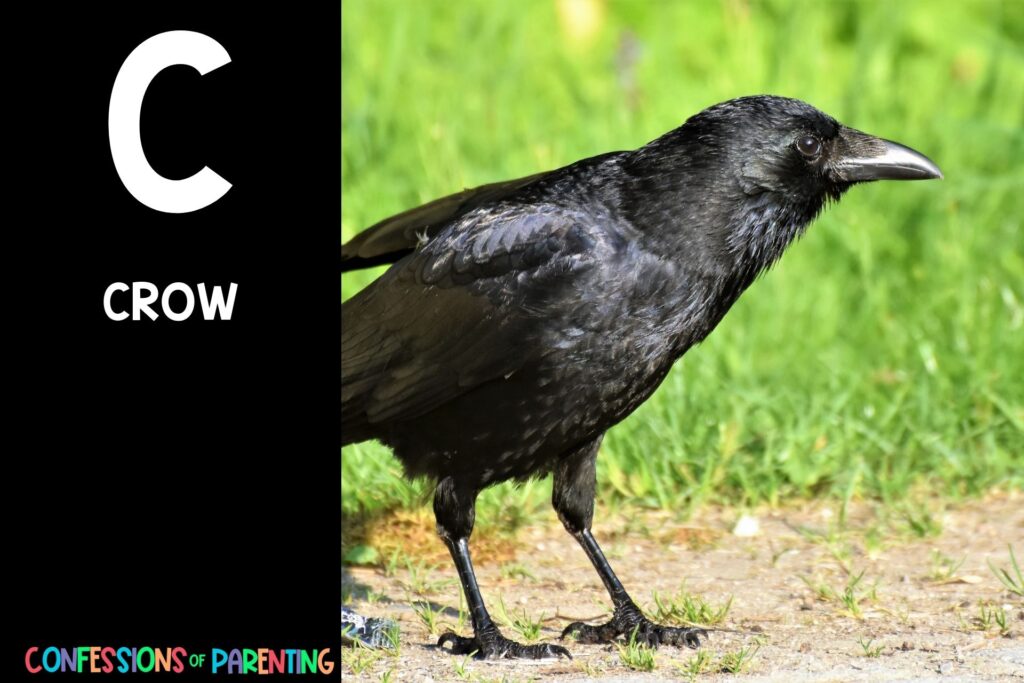 in post image with black background, bold letter C, name of an animal that starts with C and image of a crow