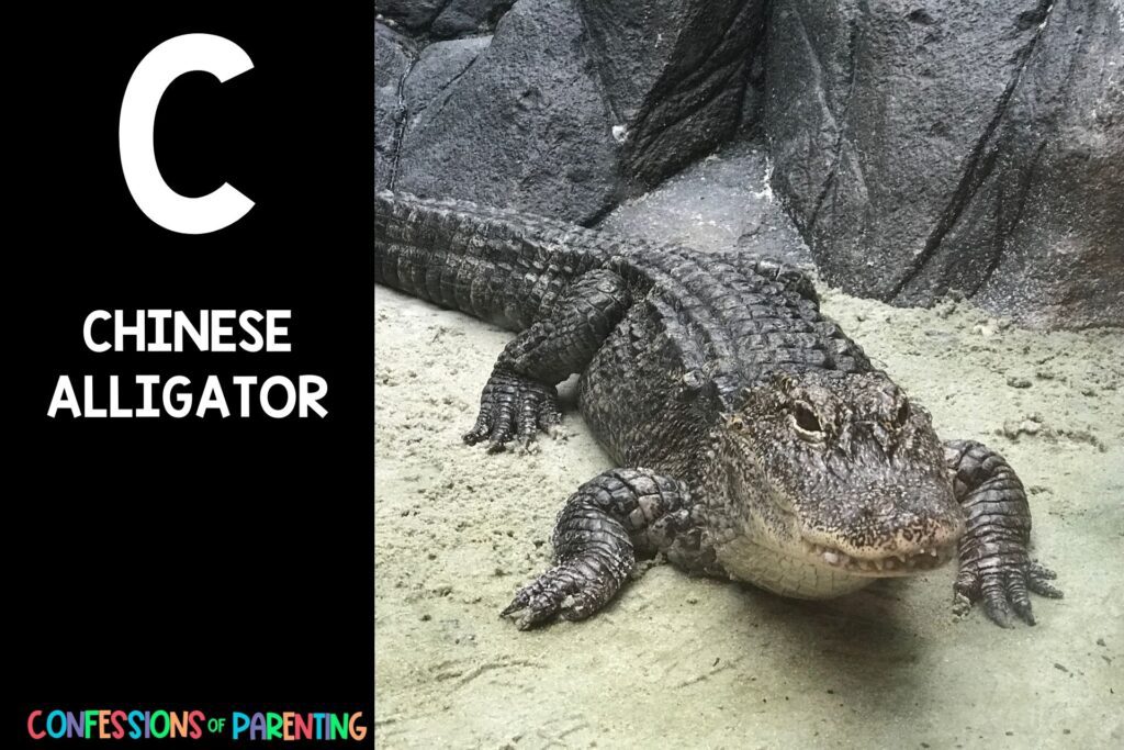 in post image with black background, bold letter C, name of an animal that starts with C and image of a chinese alligator