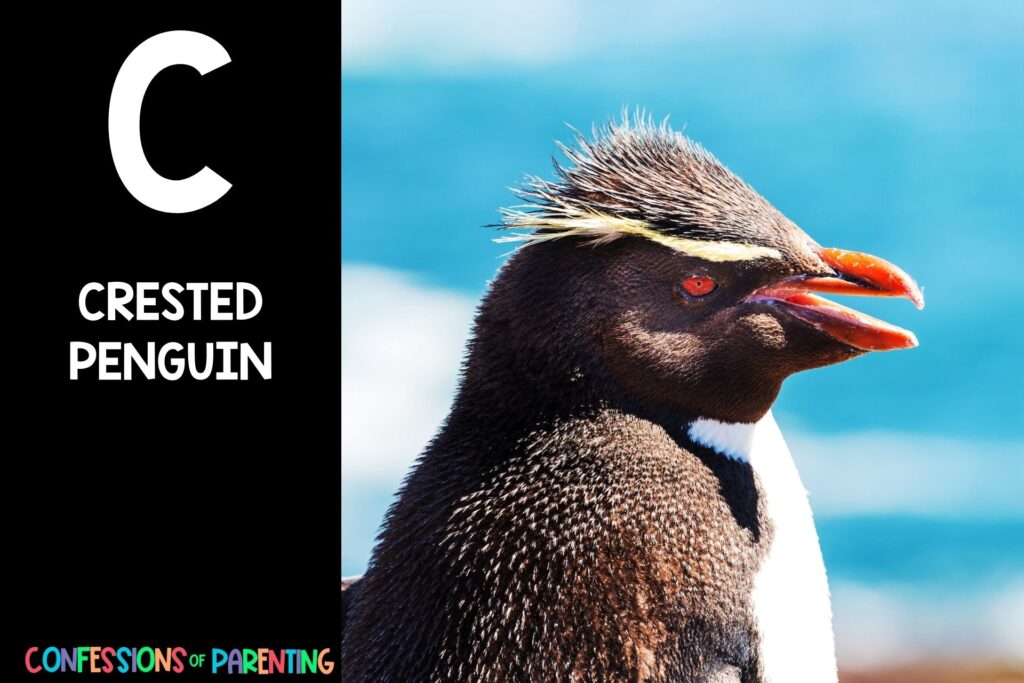 in post image with black background, bold letter C, name of an animal that starts with C and image of a crested penguin