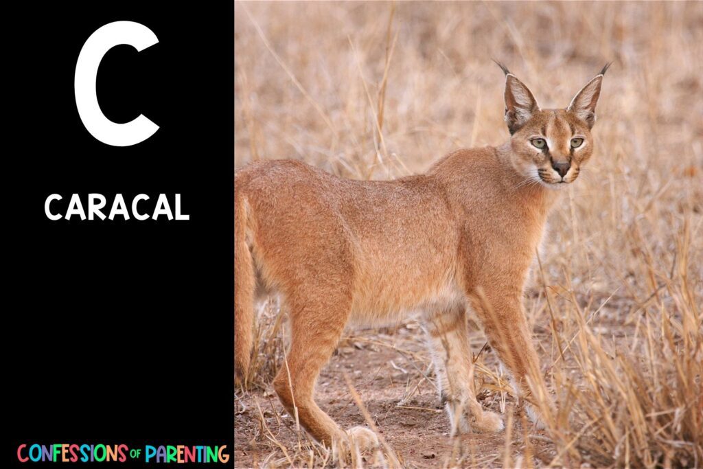 in post image with black background, bold letter C, name of an animal that starts with C and image of a caracal