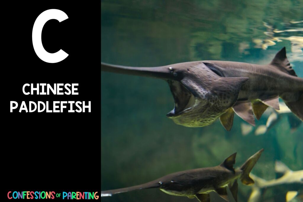 in post image with black background, bold letter C, name of an animal that starts with C and image of a chinese paddlefish