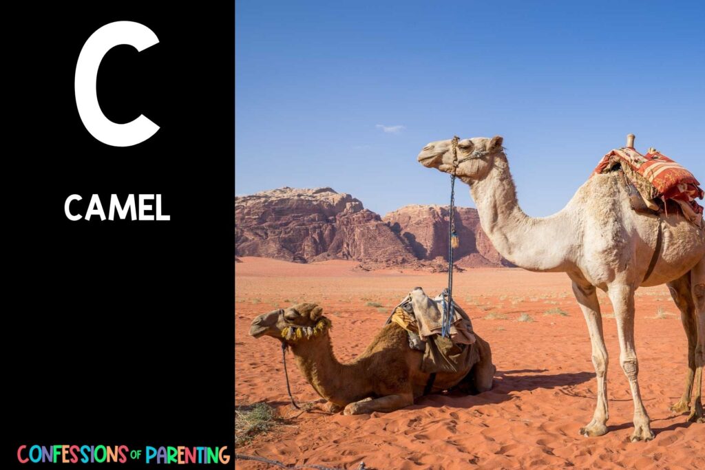 in post image with black background, bold letter C, name of an animal that starts with C and image of a camel