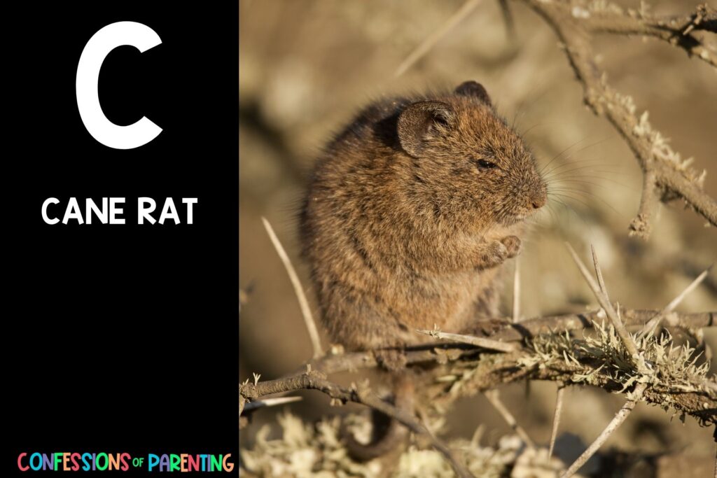 in post image with black background, bold letter C, name of an animal that starts with C and image of a cane rat