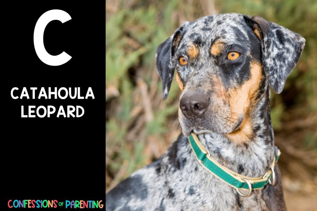 in post image with black background, bold letter C, name of an animal that starts with C and image of a catahoula leopard