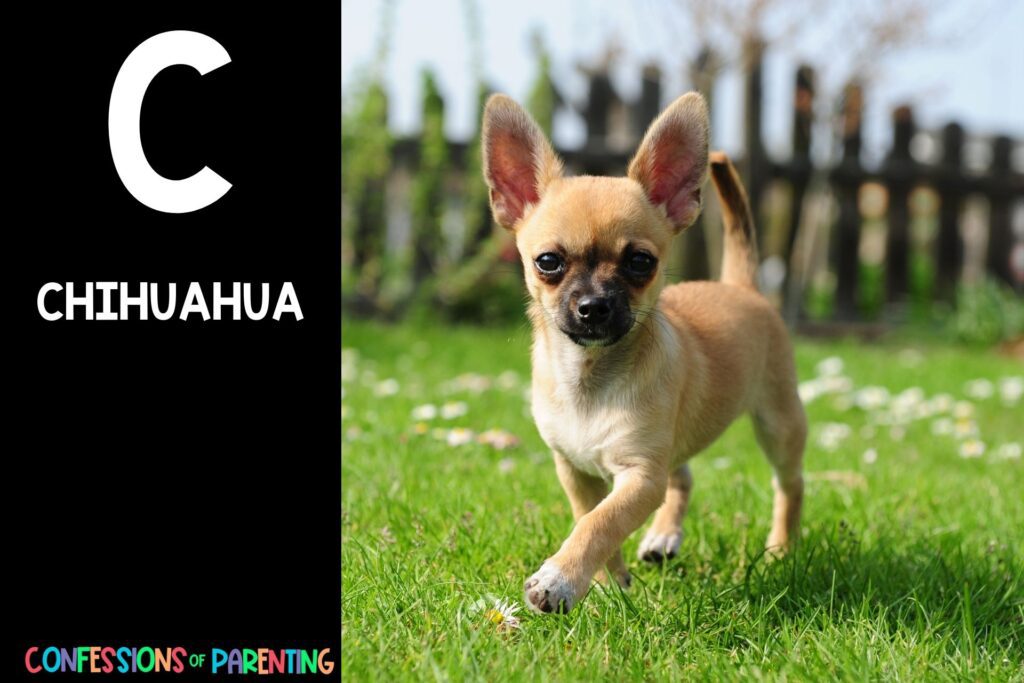 in post image with black background, bold letter C, name of an animal that starts with C and image of a chihuahua