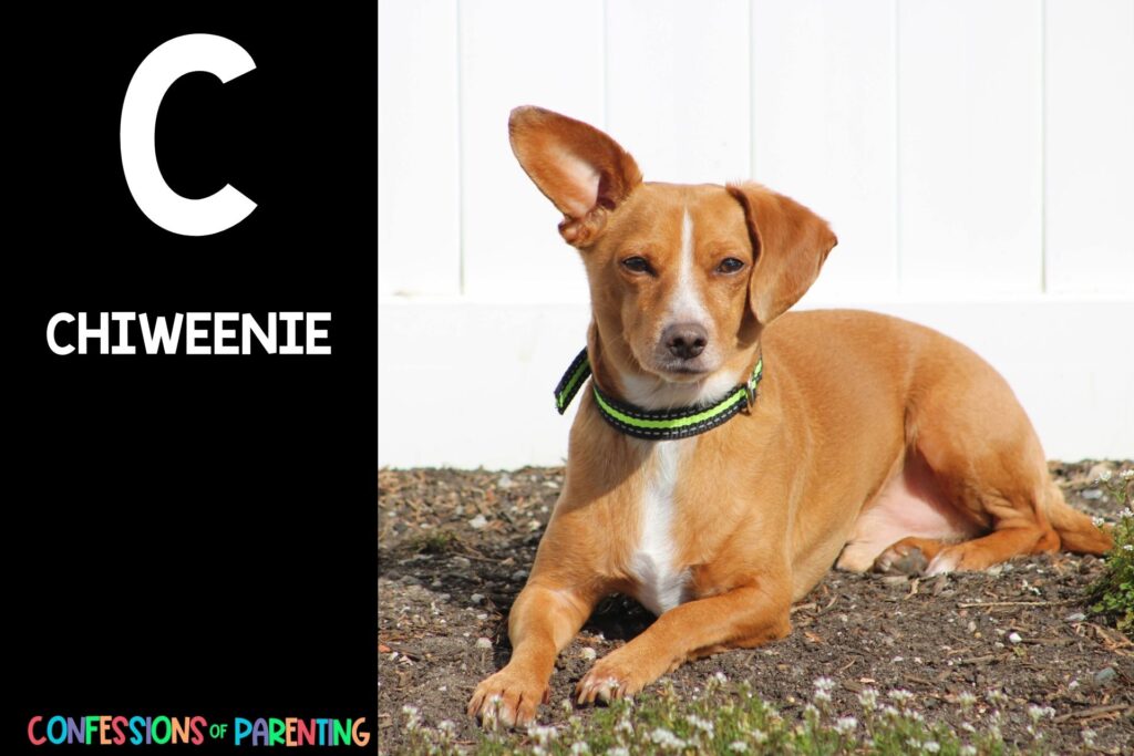 in post image with black background, bold letter C, name of an animal that starts with C and image of a chiweenie